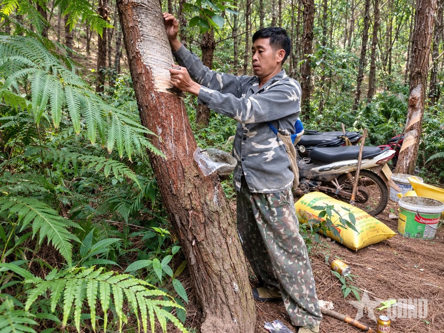 Khơi nguồn sinh kế từ rừng
